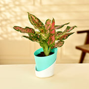 Aglaonema Indoor Plant With Self Watering Pot