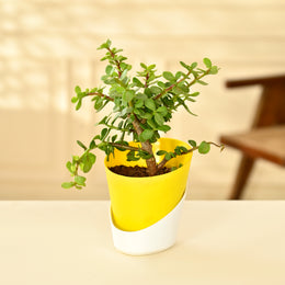 Jade Plant With Self Watering Pot