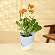 Kalanchoe Plant - Orange With Self Watering Pot