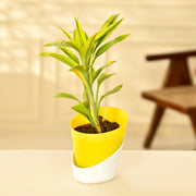 dracaena sanderiana watering Dracaena Sanderiana Indoor Plant With Self Watering Pot – Nainileaf