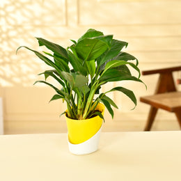 Peace Lily With Self Watering Pot