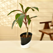 Ti Plant With Self Watering Pot