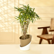 Croton Decorative Plant With Self Watering Pot