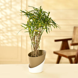 Croton Decorative Plant With Self Watering Pot