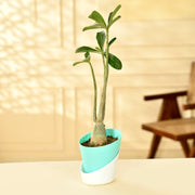 Adenium Desert Plant With Self Watering Pot