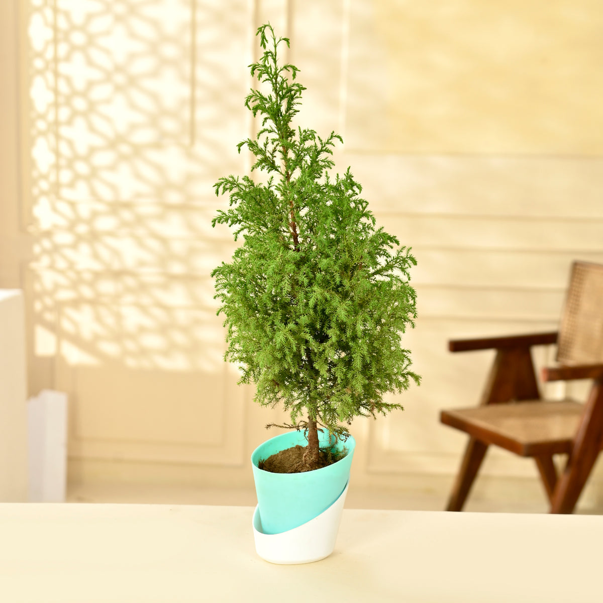 Lemon Cypress – Goldcrest With Self Watering Pot – Nainileaf