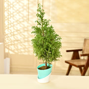 Lemon Cypress – Goldcrest With Self Watering Pot