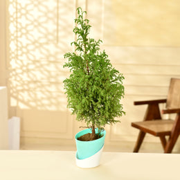 Lemon Cypress – Goldcrest With Self Watering Pot