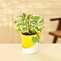 Golden Pothos Indoor Plant With Self Watering Pot