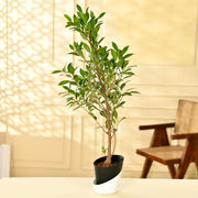 Ficus retusa Plant With Self Watering Pot