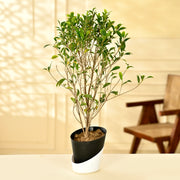 Weeping fig Plant With Self Watering Pot