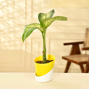 Dieffenbachia Tropic Snow Plant With Self Watering Pot