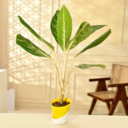 Aglaonema Plant With Self Watering Pot