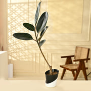 Rubber fig Indoor Plant With Self Watering Pot