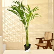 Areca palm Plant With Self Watering Pot