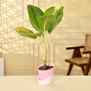 Aglaonema Plant With Self Watering Pot