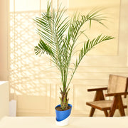 Phoenix canariensis Plant With Self Watering Pot