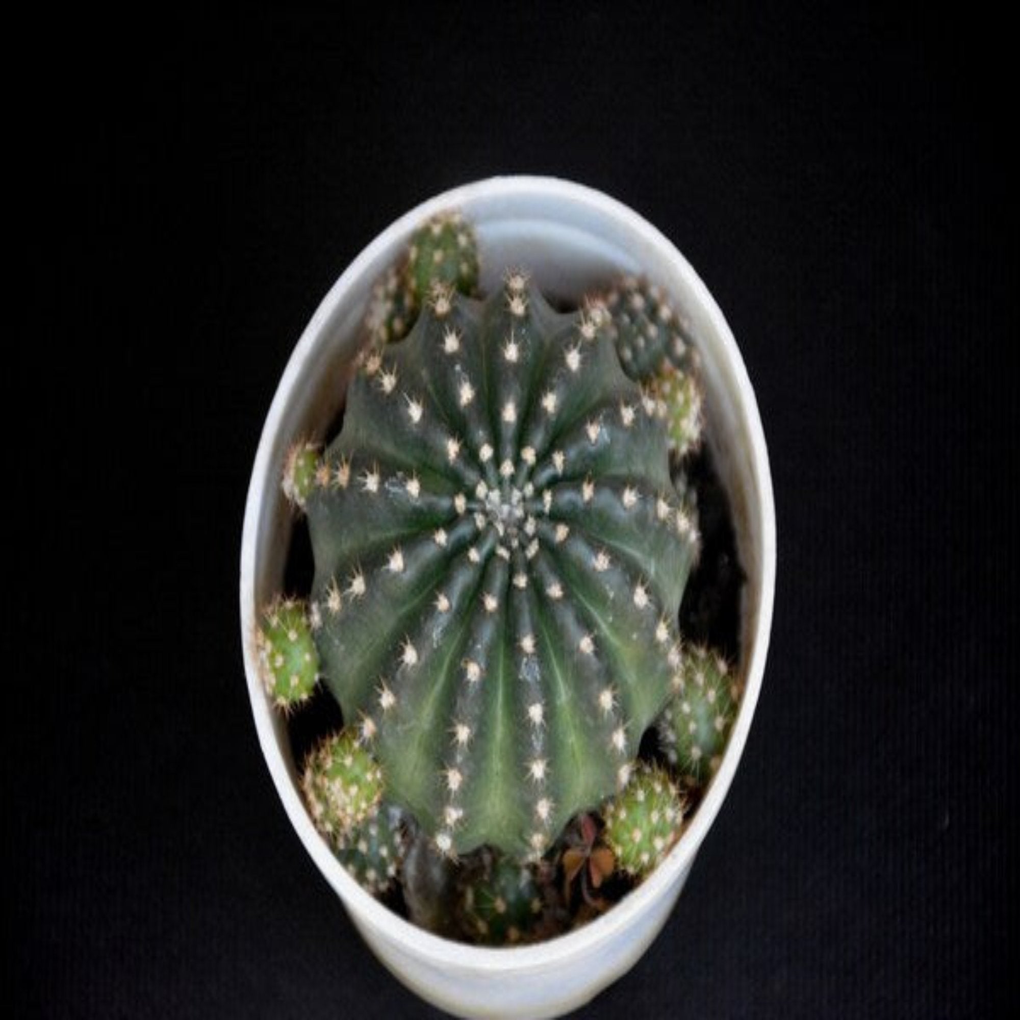 T. Succulent Form × Nizanda ＋ T. Icy Elf Cactus – Nainileaf