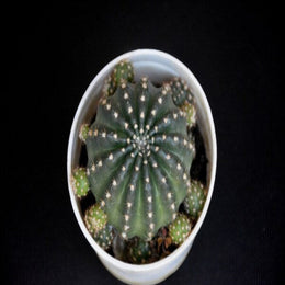 Geohintonia Mexicana Cactus - Nainileaf