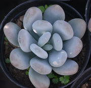 Pachyphytum Oviferum Moonstone Plant