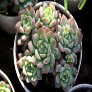 Echeveria Colorata Plant