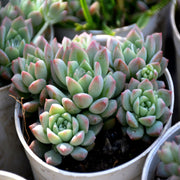 Echeveria Colorata Plant