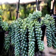 Sedum Burrito- (Burro's Tail) Donkey Tail Plant