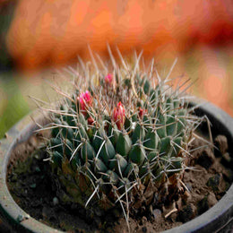 Melo Cactus - Nainileaf