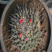 Melo Cactus - Nainileaf