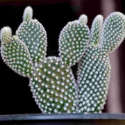 Bunny Ear (White) - Nainileaf