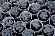 Pachyphytum Oviferum Moonstone Plant