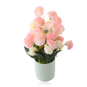 Multicolor Rose Flower Plant with Lined Pot