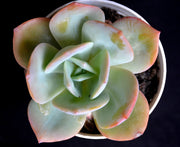 Echeveria Softglow Plant