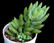 Sedum Morganianum Plant