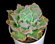 Echeveria Curly Locks Plant