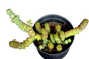Crassula Baby Necklace Plant