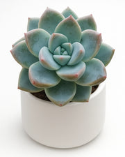 Green succulent plant in a white pot on a white background