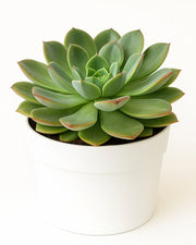 Echeveria Apus Big SIze 7 inch Mother Plant