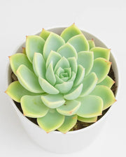 Echeveria Blue Atoll Plant