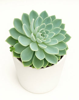 Echeveria Atol 7'' inch (Big Size)