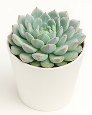 Echeveria Azulita Plant