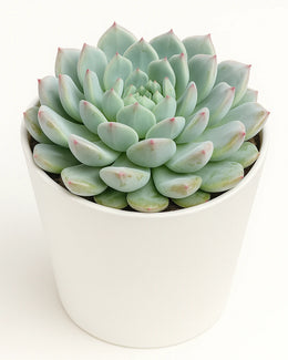 Echeveria Azulita Plant
