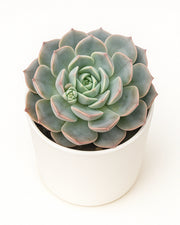 azulita succulent Echeveria Azulita Plant – Nainileaf