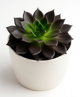 Echeveria Black Prince Plant