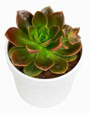 succulent chroma Echeveria Chroma Plant – Nainileaf