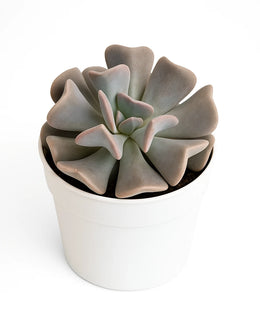 Echeveria 'Cubic Frost' Plant
