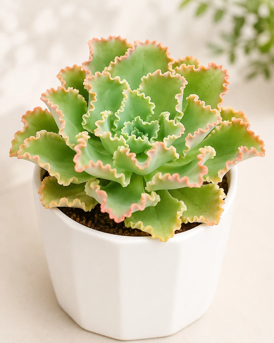 curly succulents for sale Echeveria Curly Locks Plant – Nainileaf