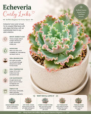 Echeveria Curly Locks Plant