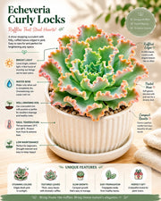 curly q succulent Echeveria Curly Locks Plant – Nainileaf