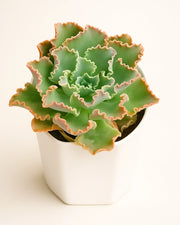 Echeveria Curly Locks Plant
